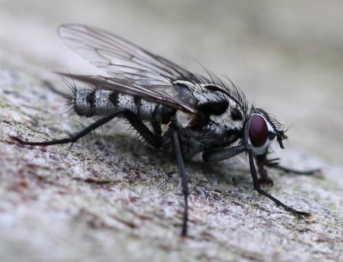 Réf. 248 052 : Eustalomyia hilaris